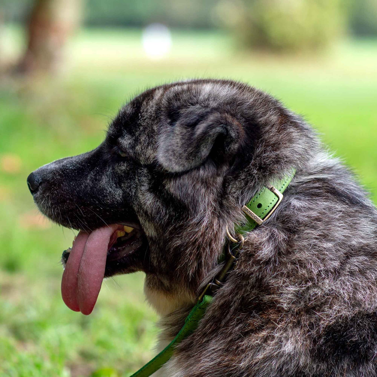 Ancol | Dog Collar | Timberwolf Leather - Green