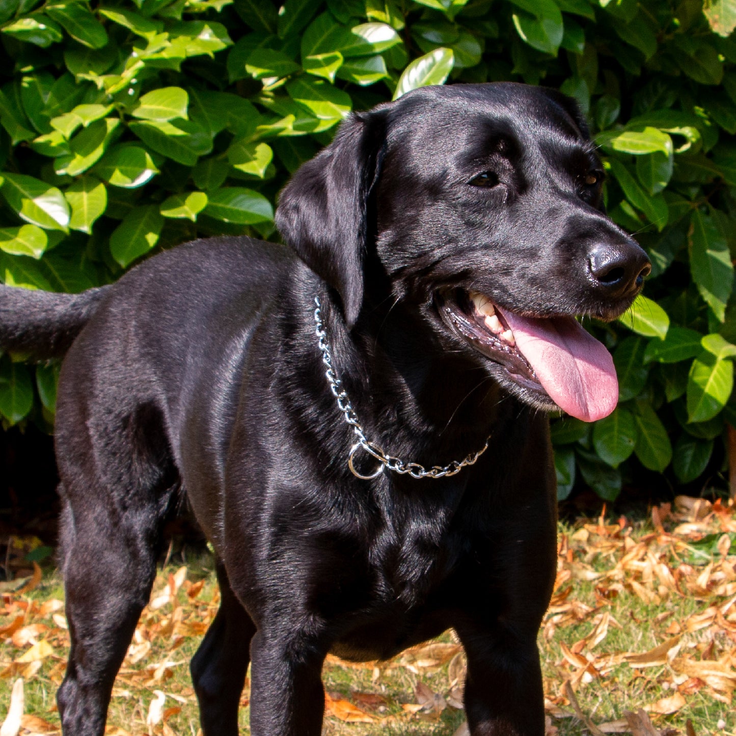 Ancol Dog Check Chain - Extra Heavy