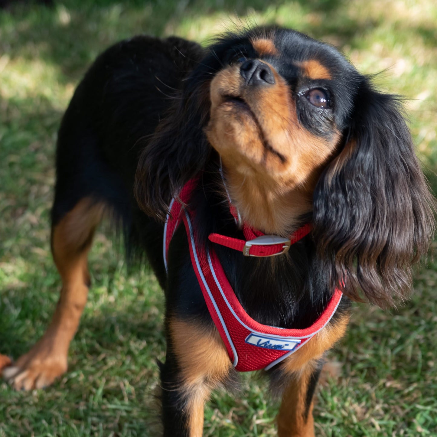 Ancol Viva Nylon Dog Collar | Strong & Durable Red Collar