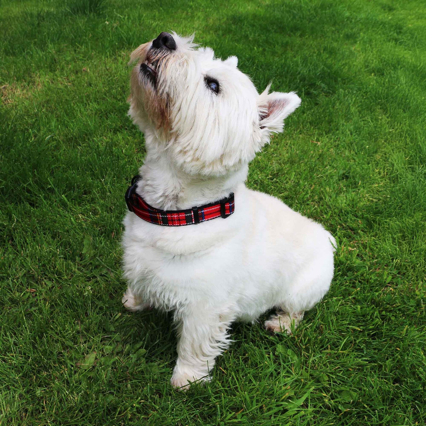 Ancol | Dog Collar | Adjustable Nylon - Red Tartan