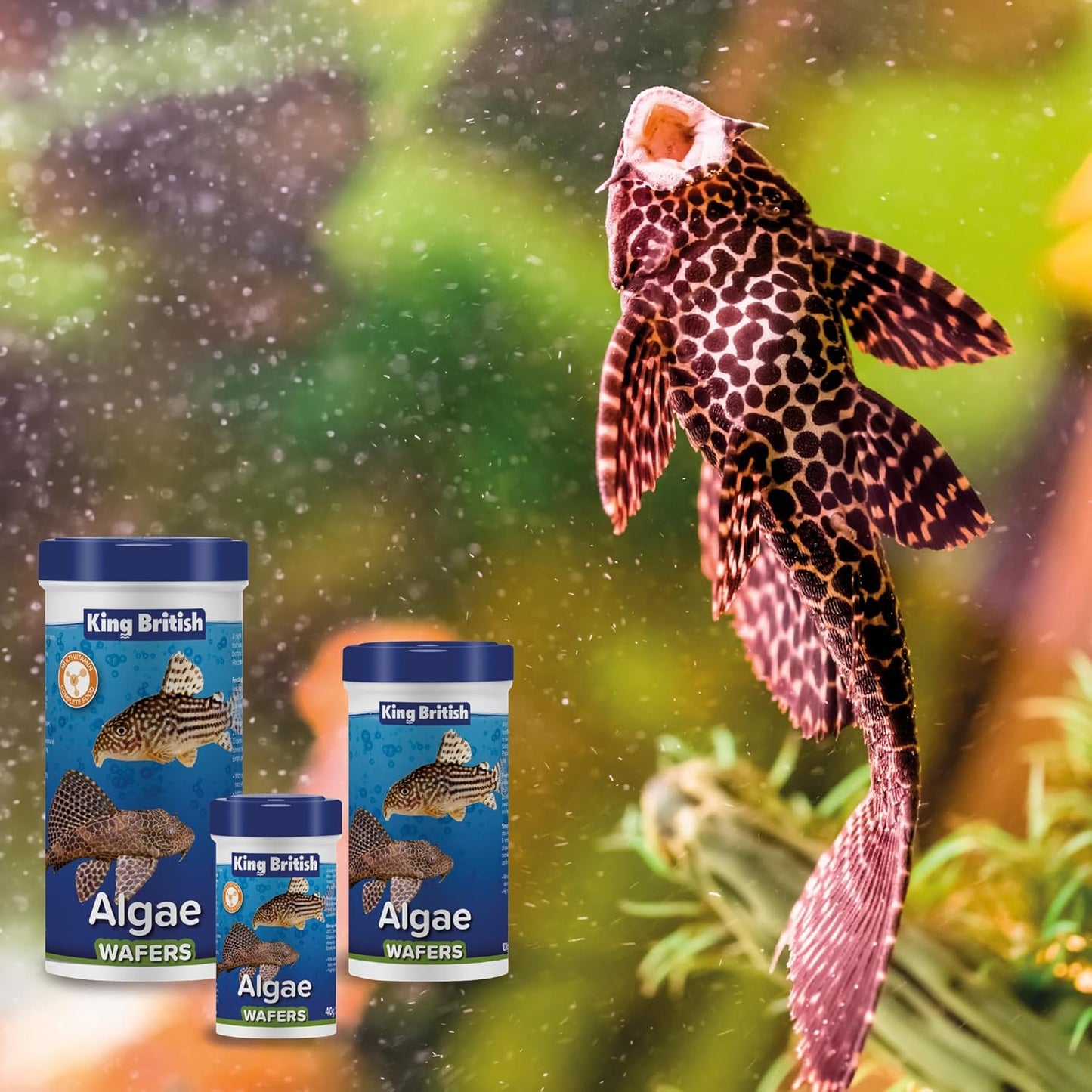 King British Algae Wafers 40g | Sinking Fish Food for Bottom Feeders & Algae Eaters
