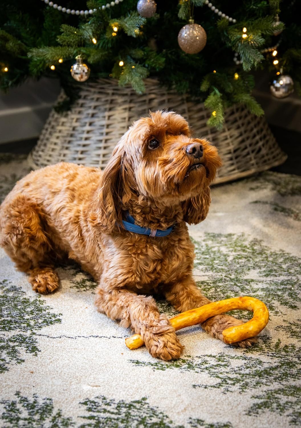 Collagen Candy Cane | Rawhide Free Dog Christmas Meaty Chew by Cupid & Comet