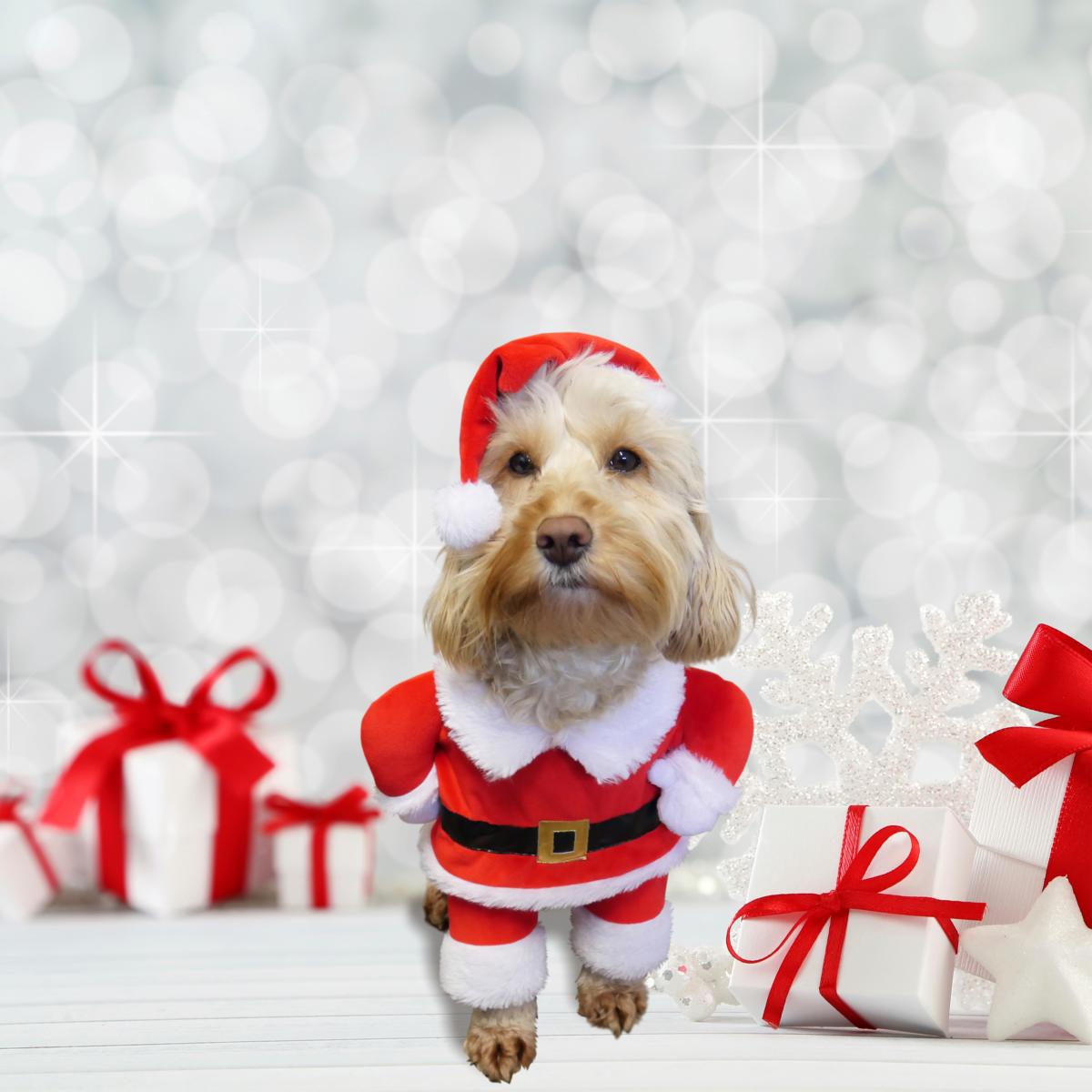 Dog wearing funny santa costume