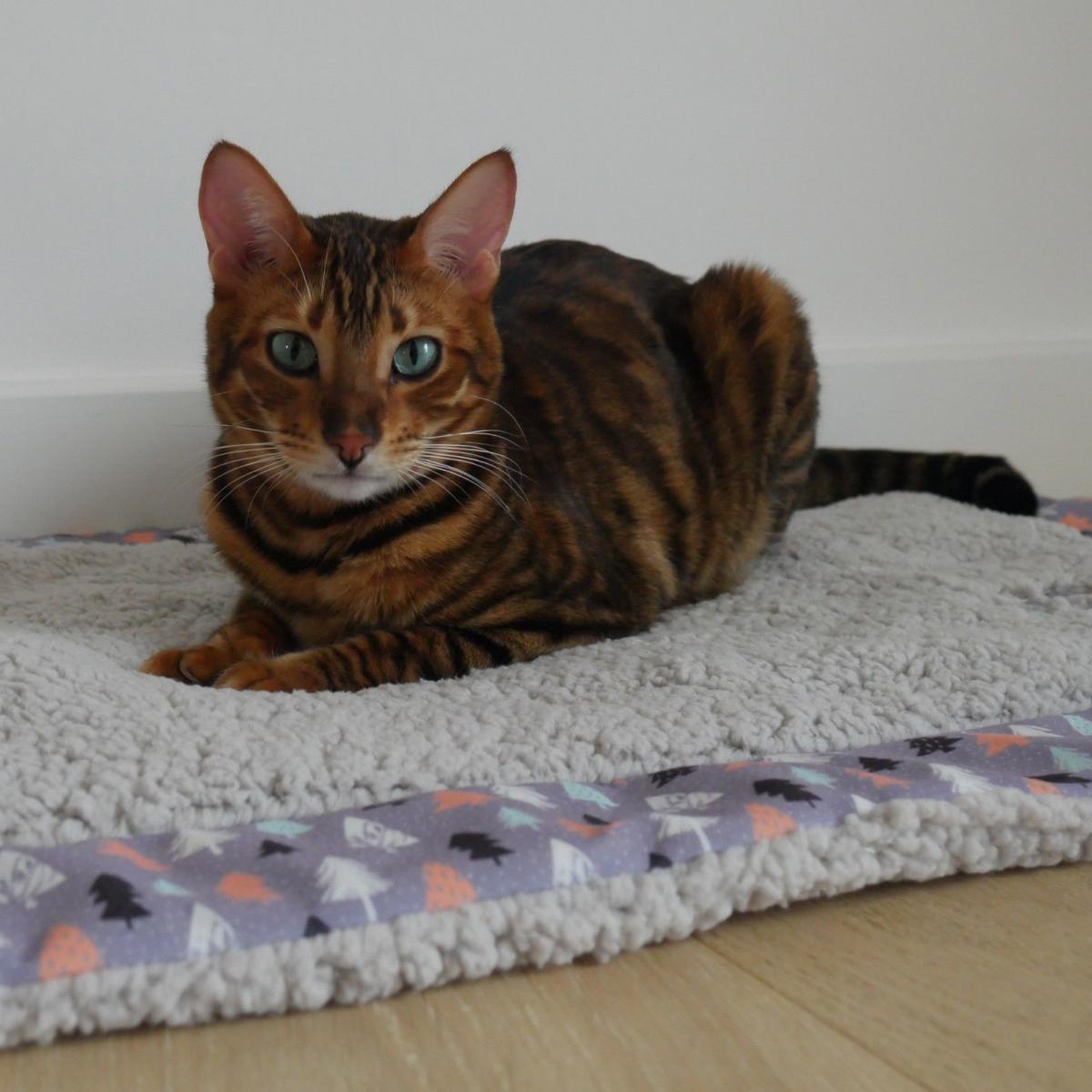 Cat lying on comfy blanket