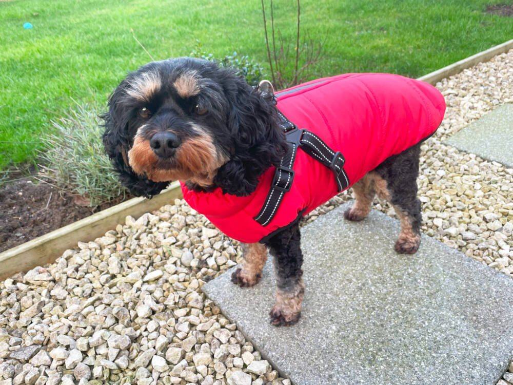 Happy Pet | Dog Walking | Red Harness & Jacket Combo