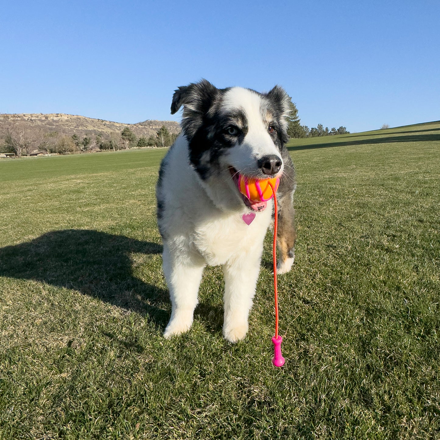 KONG | Bunji HighViz Ball Assorted | Durable Dog Fetch Toy