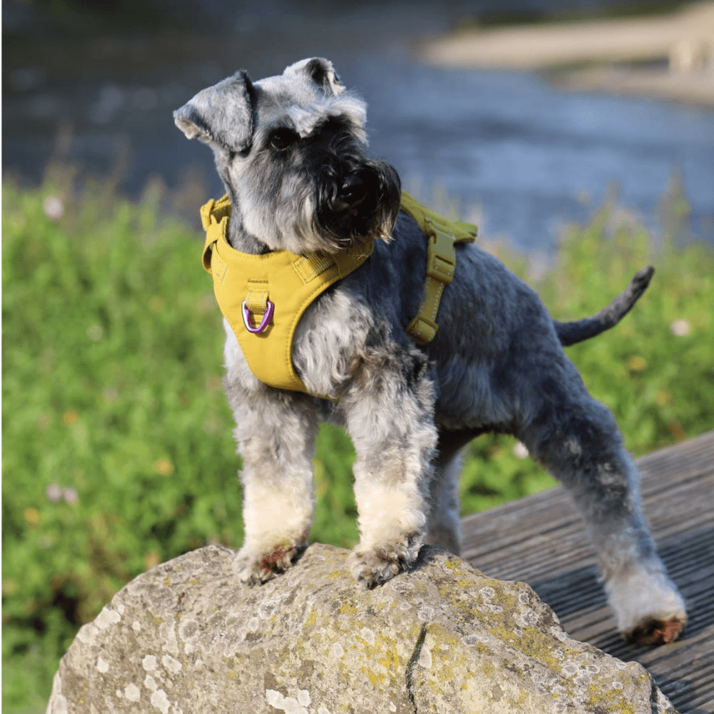 Sotnos Sport Harness- Mustard/Purple