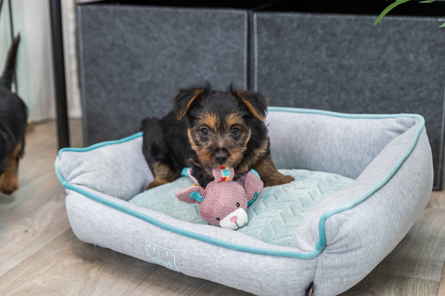 Trixie Junior Rabbit | Soft Puppy Toy