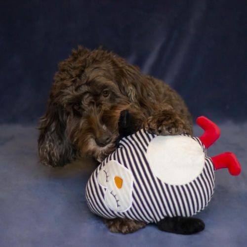 Cupid & Comet Stripey Crinkle Penguin | Christmas Dog Toy