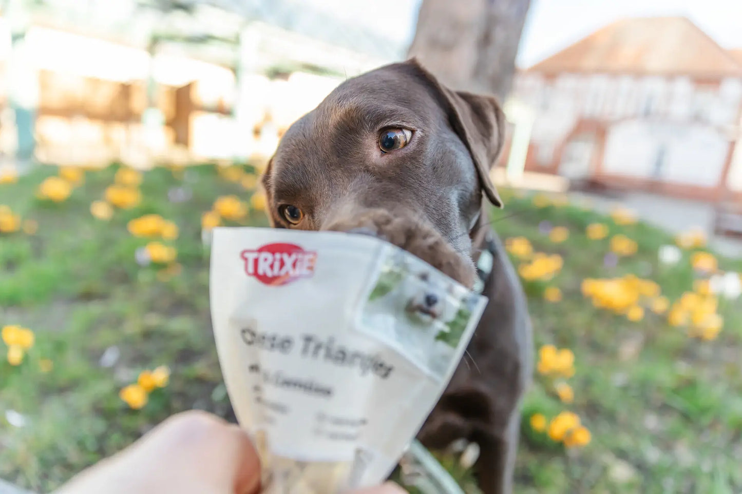 Trixie Cheese Triangles with Fruit & Vegetables 80g – Soft Gluten‑Free Dog Training Treats