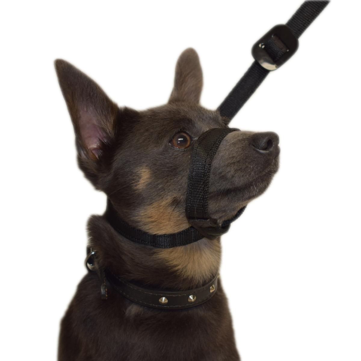 Gencon Lead & All In One No Pull Dog Walking Headcollar - Red and Black