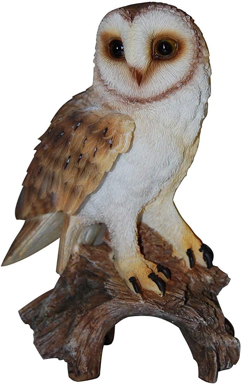 Vivid Arts Owls And Birds Of Prey Real Life Barn Owl Pet