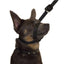 Gencon Lead & All In One No Pull Dog Walking Headcollar - Black and Silver