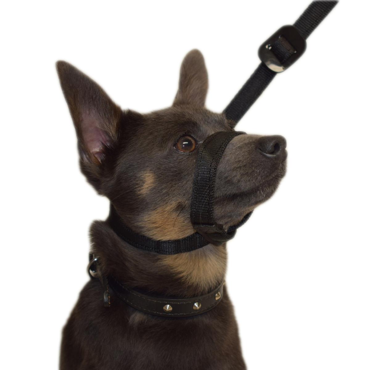 Gencon Lead & All In One No Pull Dog Walking Headcollar - Red and Black
