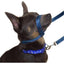 Gencon Lead & All In One No Pull Dog Walking Headcollar - Blue and White