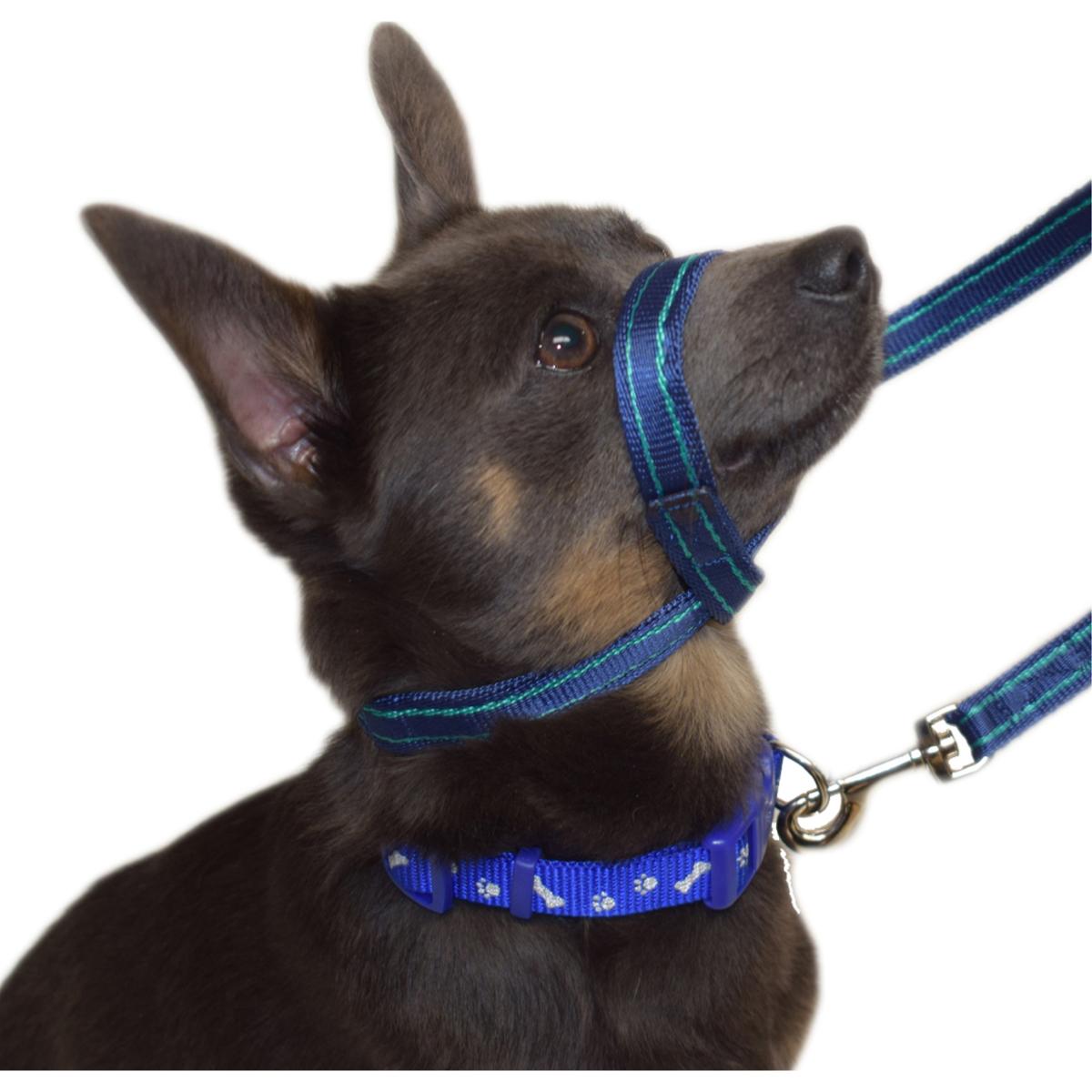Gencon Lead & All In One No Pull Dog Walking Headcollar - Black and Silver
