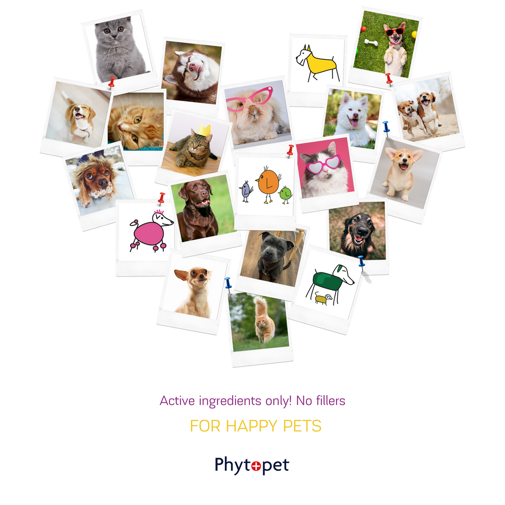 PhytoPet | Scratch | Natural Repellent for Fleas, Ticks, Flies & Other Insects