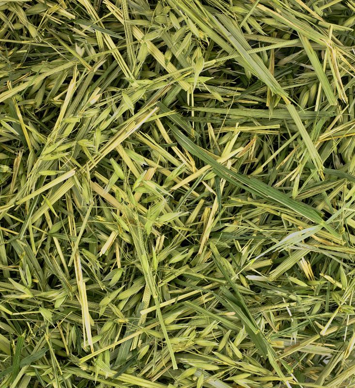 Friendly Green Oat ReadiGrass Premium Forage for Small Pets 1kg