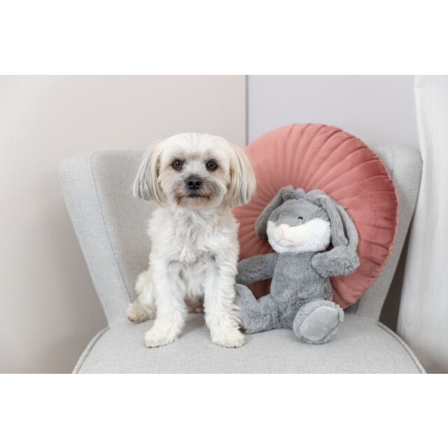 Small white dog sitting on a chair with a pink cushion and gray plush toy.