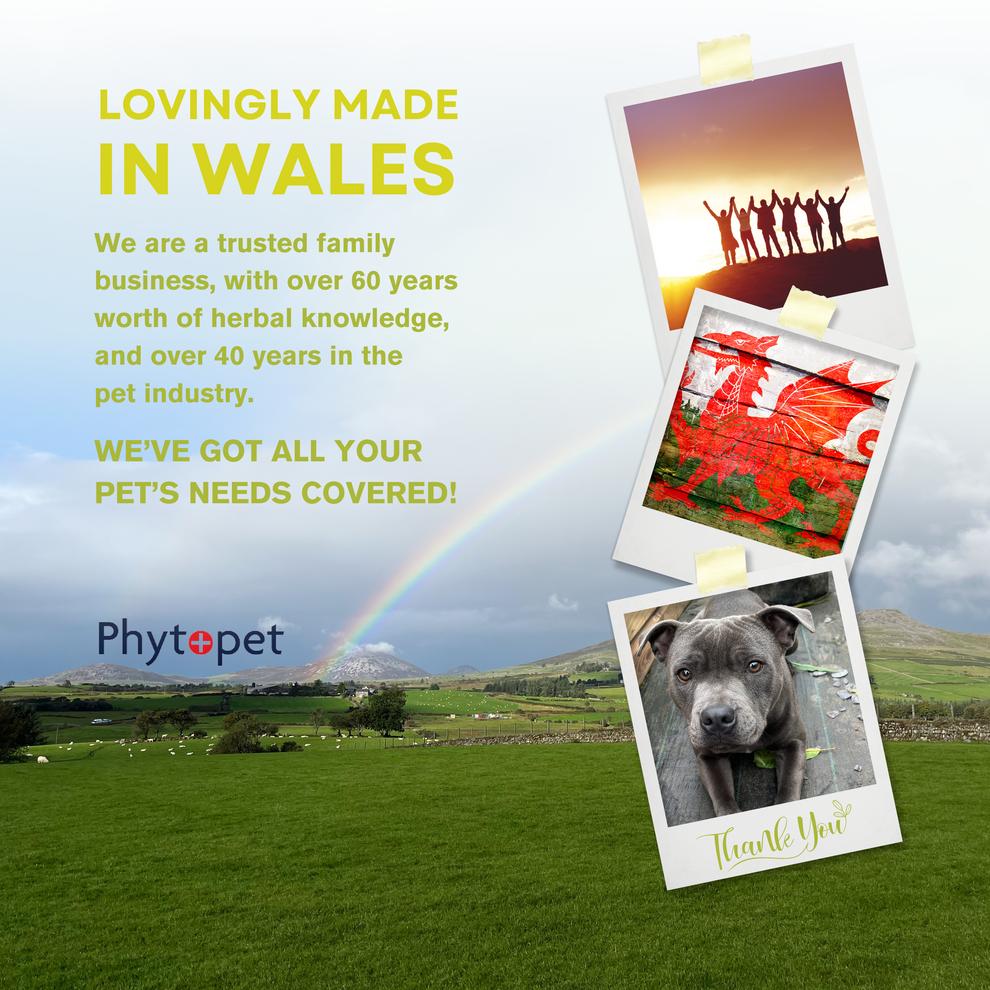 PhytoPet | Raspberry Leaf | Reproductive Boost & Phantom Pregnancy Supplement for Dogs