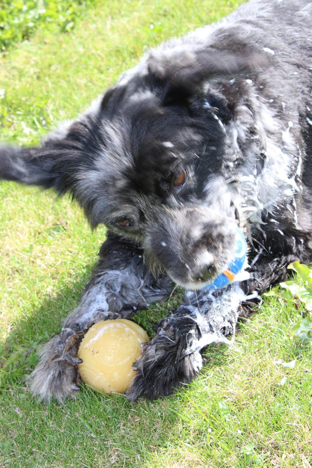 Dog playing with a ball on grass