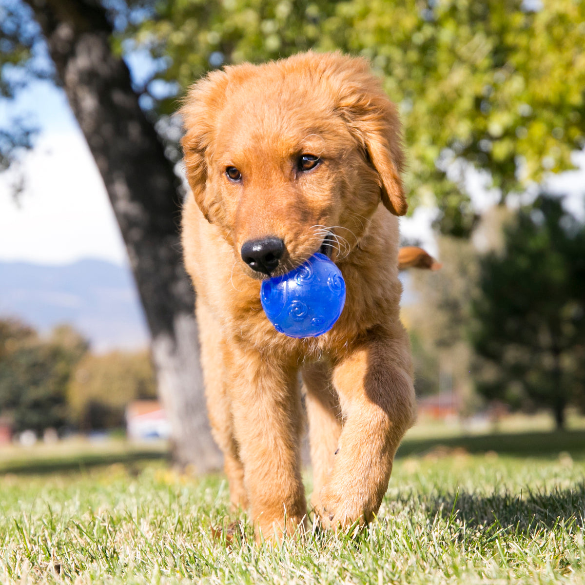 Dog running with a blue ball in a park