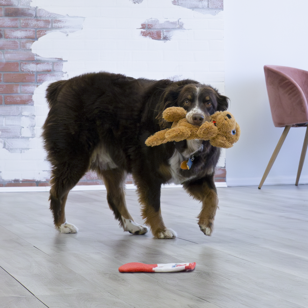 KONG Comfort Goldie | Plush Squeaky Dog Toy