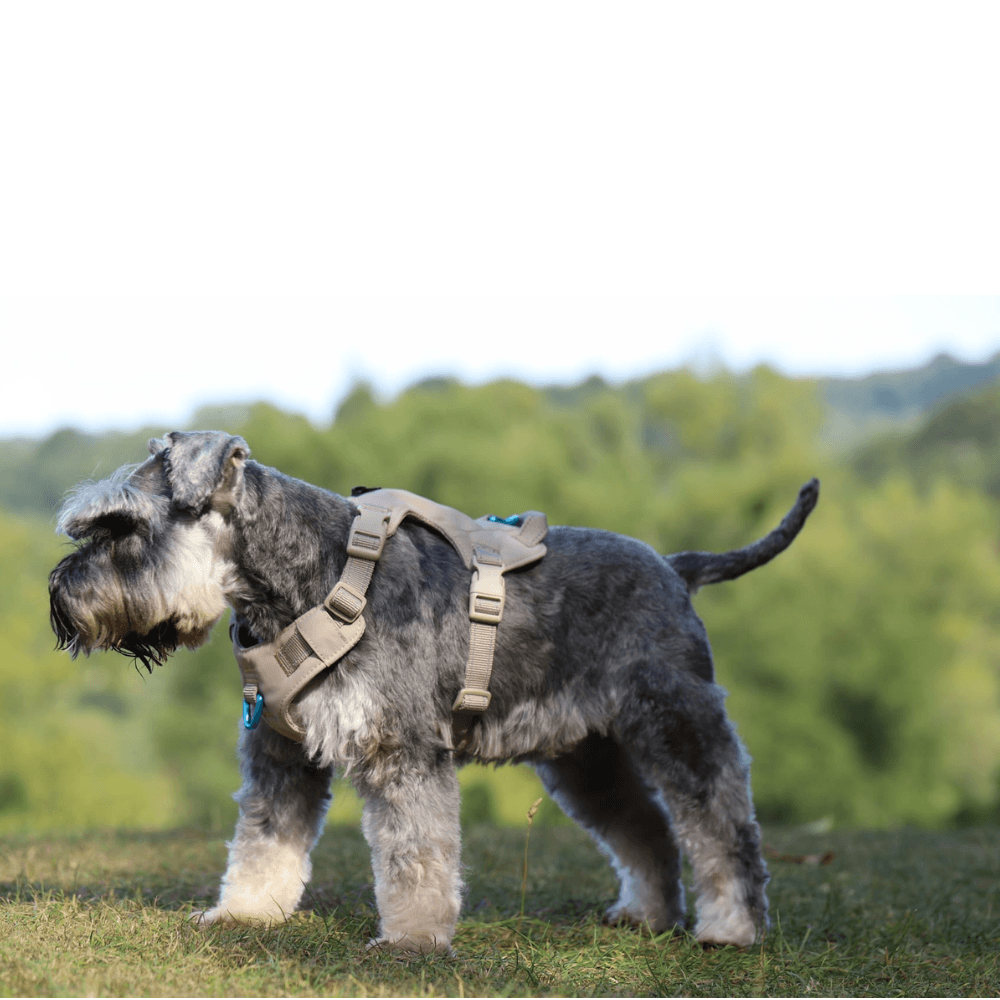 Sotnos Sport Harness- Beige/Turquoise