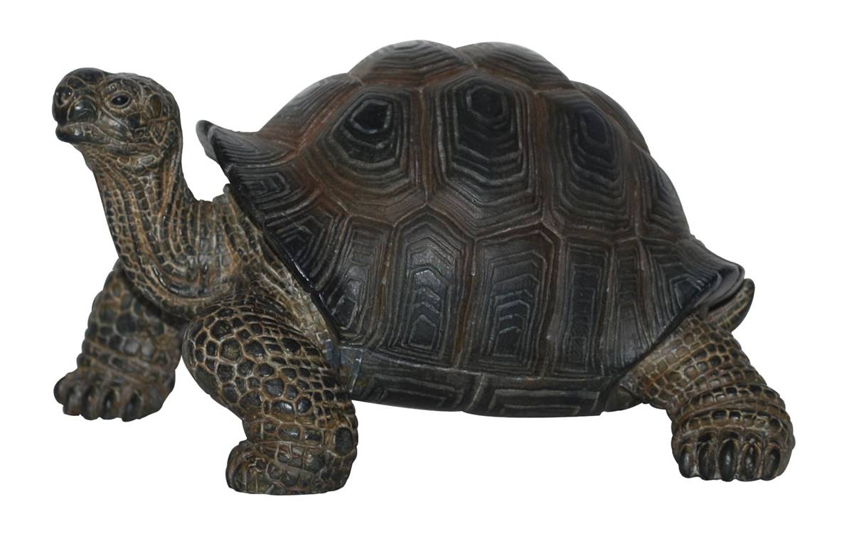 vivid arts tortoise baby connection pet