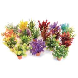 Rosewood Sydeco Assorted Coloured Potted Aquaplant - Small