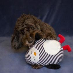 Cupid & Comet | Christmas Dog Toy | Stripey Crinkle Penguin