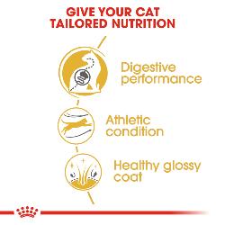 Royal Canin | Feline Breed Nutrition | Dry Cat Food | Adult Bengal - 2kg