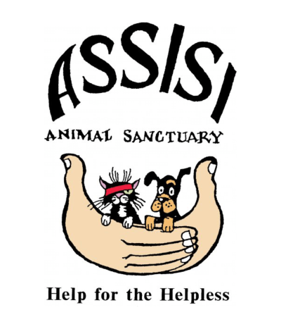 assisi animal rescue