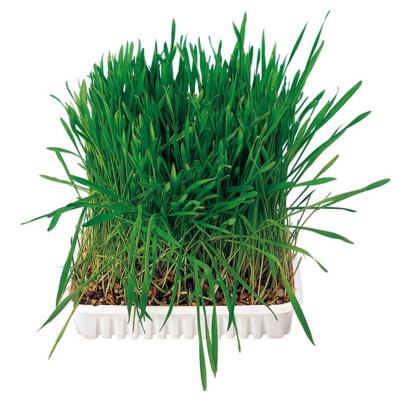 Trixie | Small Pet Enrichment | Grass, Wheat, Oats & Barley Blend Bowl - 100g