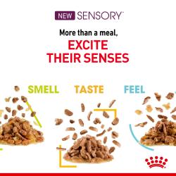 Royal Canin | Feline Health Nutrition | Wet Cat Food Pouch | Assorted Sensory Feel, Taste & Smell in Gravy - 12 x 85g
