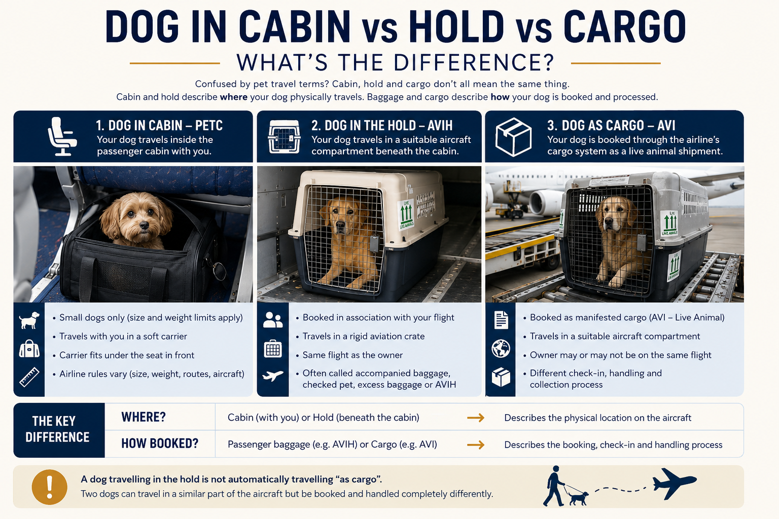 Dog in Cabin vs Hold vs Cargo: What’s the Difference?