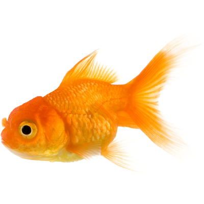 Cold Water Fish