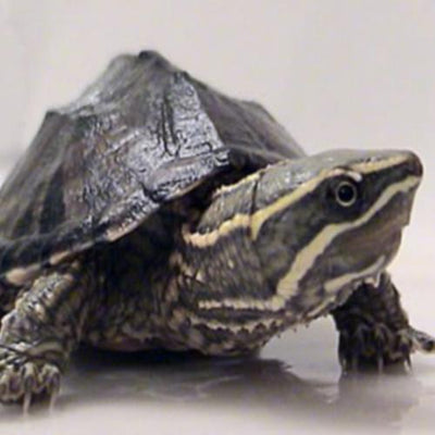 Common Musk Turtle Care Guide