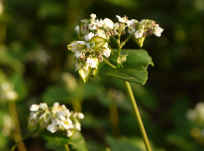 Buckwheat in Dog Food: Is It Safe? Fagopyrins & Processing Explained
