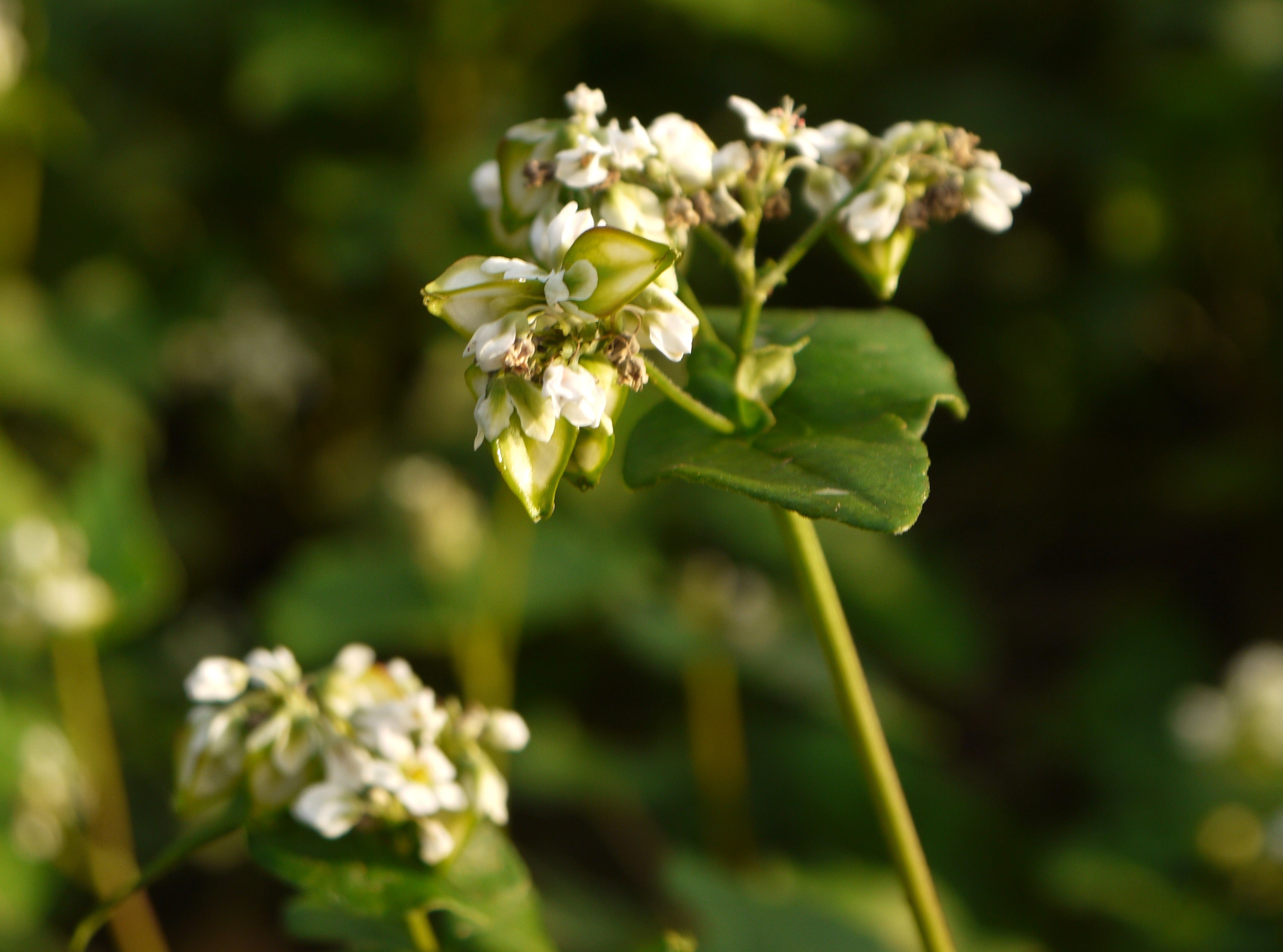 Buckwheat in Dog Food: Is It Safe? Fagopyrins & Processing Explained