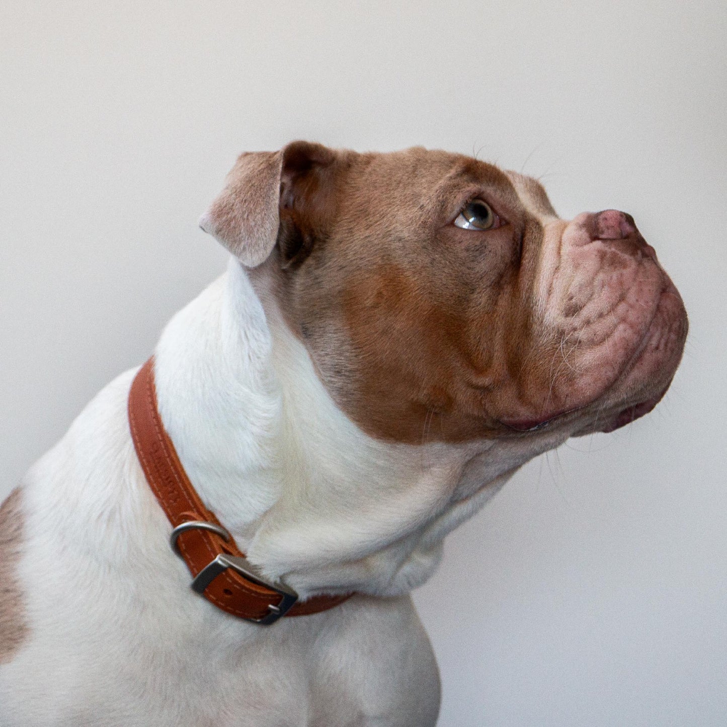 Ancol | Luxury Leather Sewn Dog Collar | Tan