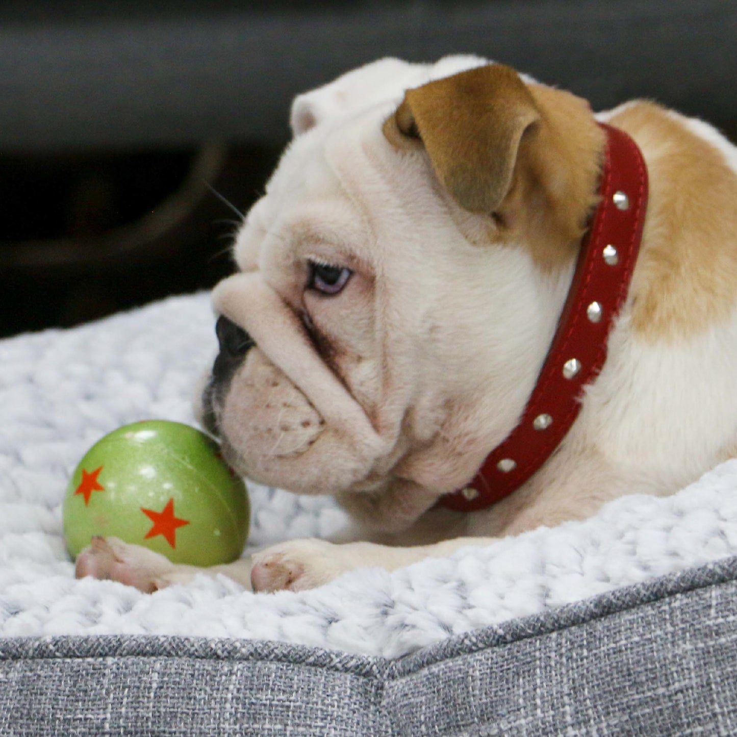Ancol | Leather Sewn/Studded Dog Collar | Red