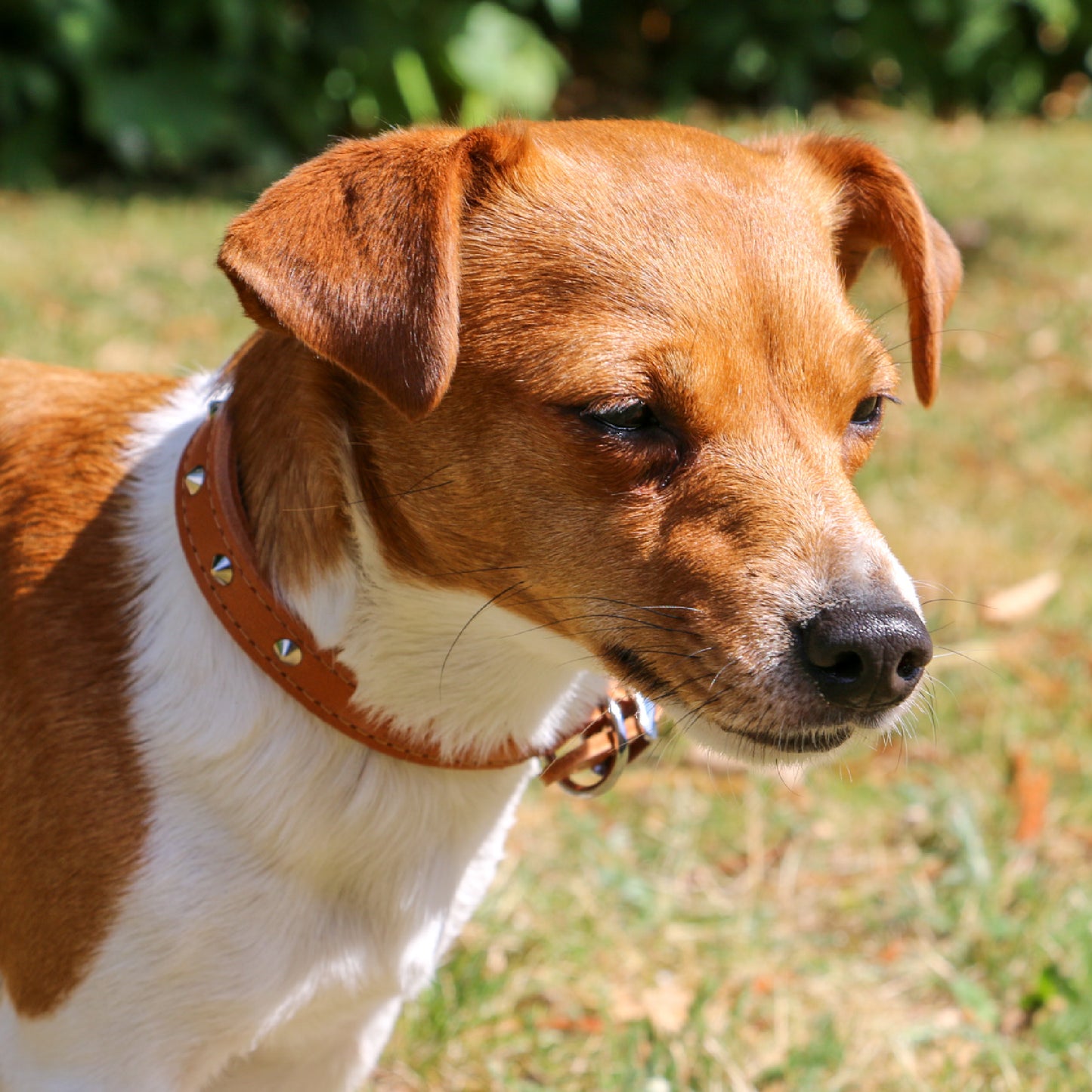 Ancol | Leather Sewn/Studded Dog Collar | Tan