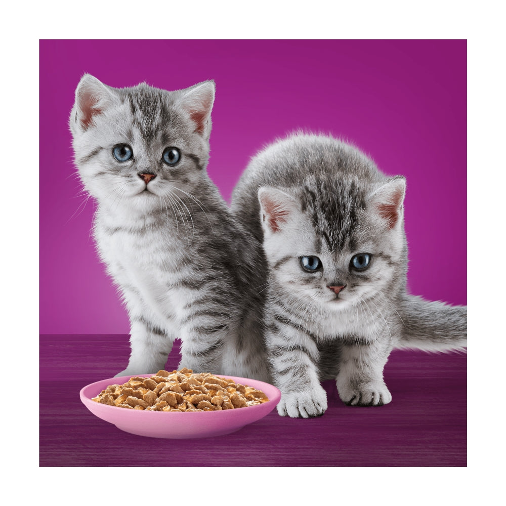 Two kittens with a bowl of food on a purple background