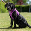 Ancol Viva | Dog Harness | Mesh Step-In - Purple