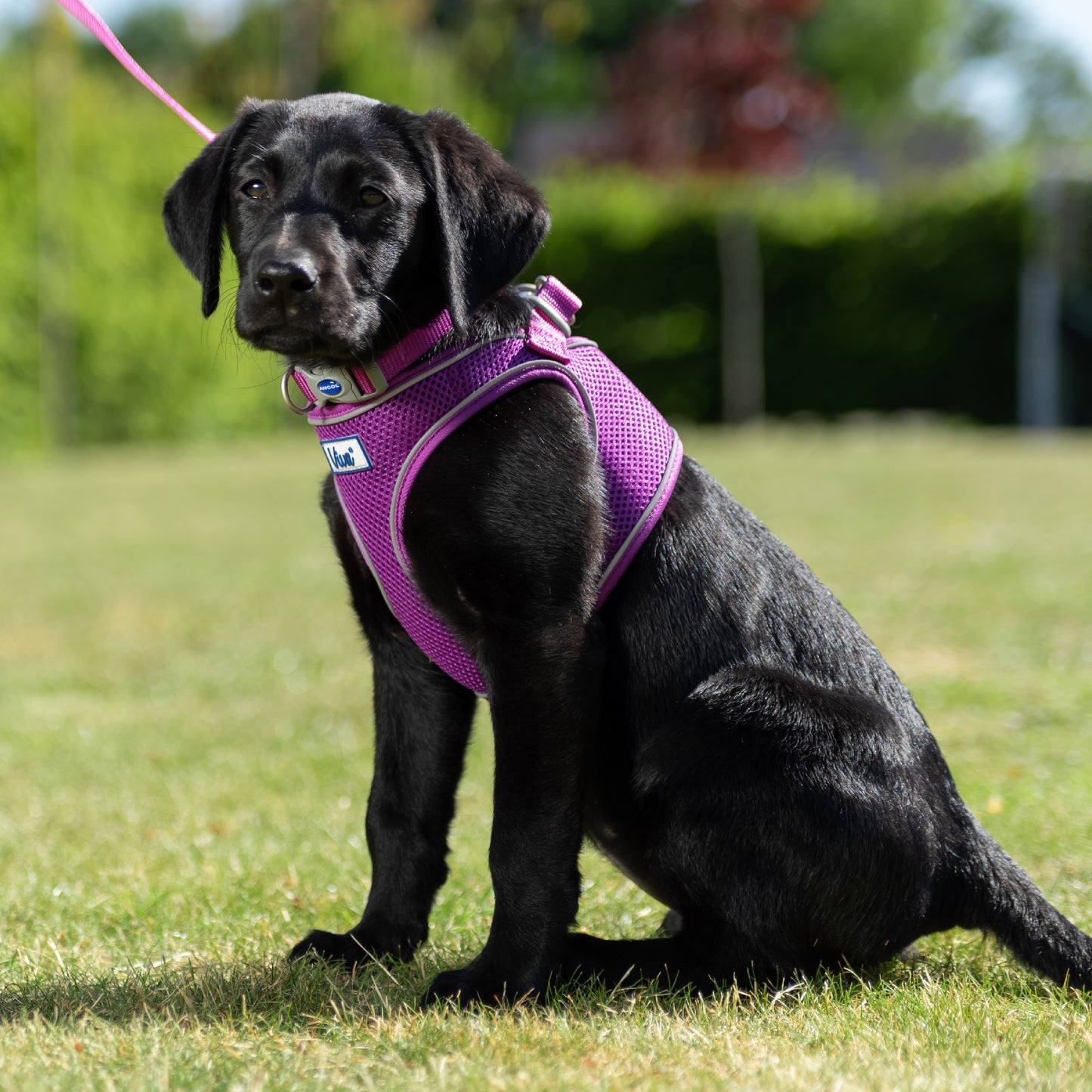 Ancol Viva | Dog Harness | Mesh Step-In - Purple