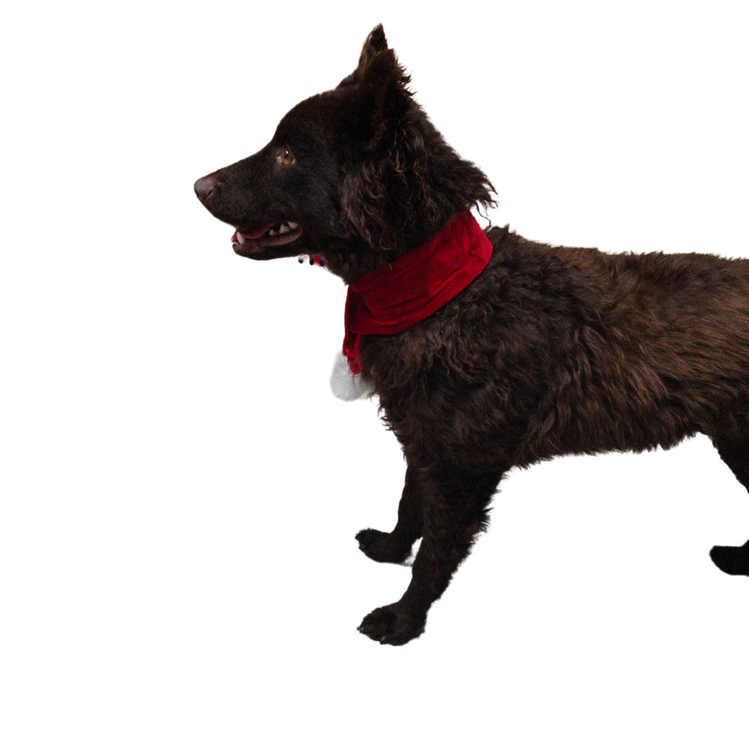 Holly Robin Christmas Scarf for Cats and Kittens Santa's Scarf