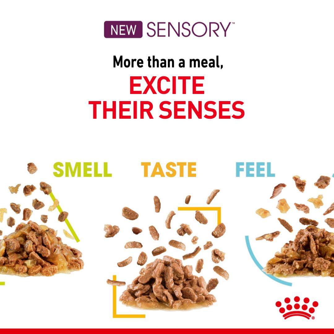 Royal Canin Sensory Multipack | Wet Cat Food Gravy Variety - 12 x 85g