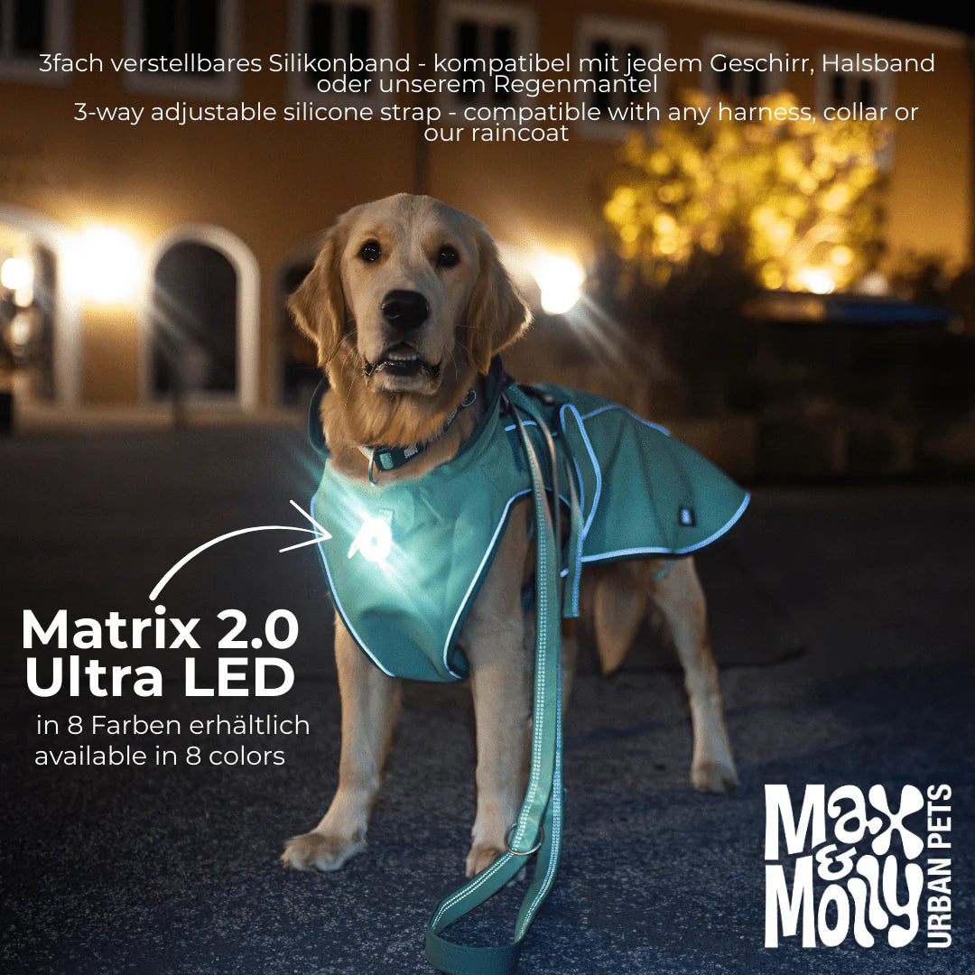 Dog wearing a teal LED harness with text about the product and brand 'Max & Molly Urban Pets'.