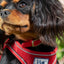 Ancol Viva Nylon Dog Collar | Strong & Durable Red Collar